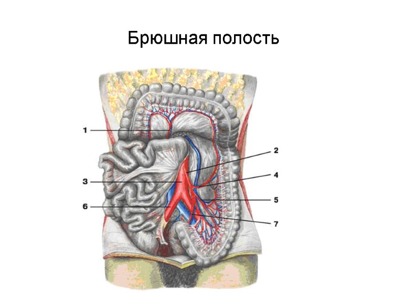 Брюшная полость